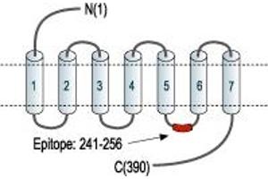 Representative domain view of the target of ABIN7885172.