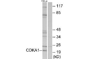 Western blot analysis of extracts from HeLa cells, using CDKA1antibody. (CDK2AP1 抗体  (Internal Region))