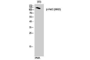 Western Blotting (WB) image for anti-Period Circadian Protein 2 (PER2) (pSer662) antibody (ABIN3173295) (PER2 抗体  (pSer662))