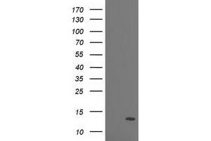 Western Blotting (WB) image for anti-phosphodiesterase 6G, CGMP-Specific, Rod, gamma (PDE6G) antibody (ABIN1500097) (PDE6G 抗体)