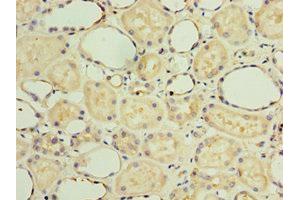 Immunohistochemistry of paraffin-embedded human kidney tissue using ABIN7154311 at dilution of 1:100 (GS28 抗体  (AA 1-115))