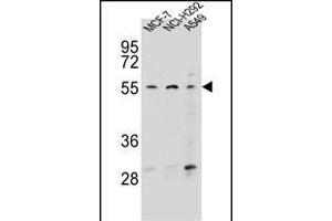 ZN Antibody (N-term) (ABIN656458 and ABIN2845742) western blot analysis in MCF-7,NCI-,A549 cell line lysates (35 μg/lane). (Zinc Finger Protein 117 抗体  (N-Term))