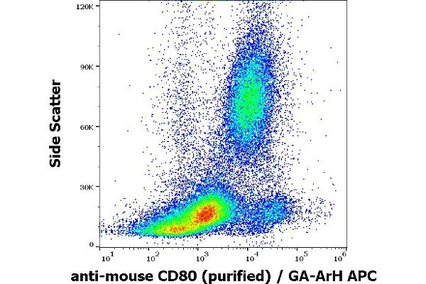 CD80 抗体