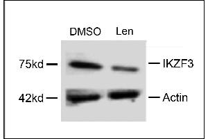 Western blot analysis of extracts from  cells, treated with DMSO or lenalidomide, using rabbit polyclonal IKZF3 Antibody (Center) (ABIN651843 and ABIN2840420). (IKZF3 抗体  (AA 76-103))
