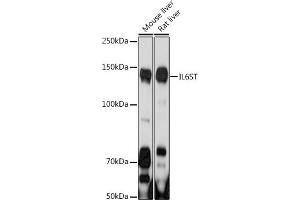 Western blot analysis of extracts of various cell lines, using IL6ST antibody (ABIN7268003) at 1:1000 dilution.