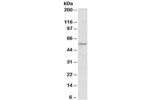 Western blot testing of HEK293 lysate with TPH2 antibody at 0. (Tryptophan Hydroxylase 2 抗体)