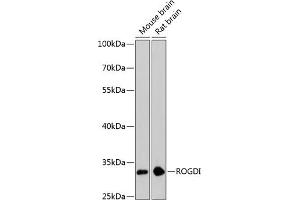 Western blot analysis of extracts of various cell lines, using ROGDI antibody (ABIN6133425, ABIN6147070, ABIN6147071 and ABIN6224945) at 1:3000 dilution. (ROGDI 抗体  (AA 1-140))