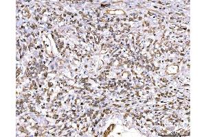 IHC analysis of MRP3/ABCC3 using anti-MRP3/ABCC3 antibody (ABIN7600647).