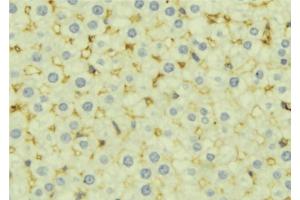 ABIN6277148 at 1/100 staining Mouse liver tissue by IHC-P. (Complement Factor H 抗体  (N-Term))