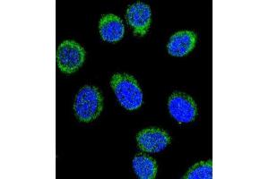 Immunofluorescence (IF) image for anti-Serpin Family C Member 1 (SERPINC1) antibody (ABIN3002768) (SERPINC1 抗体)