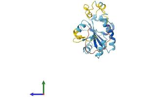Protein Structure (PS) image for Nucleoredoxin Like Protein 1 (NXNL1) (AA 1-212) protein (His tag) (ABIN7550278)