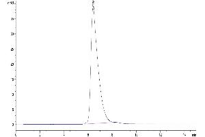 The purity of Biotinylated Human B7-H3 (4Ig) is greater than 95 % as determined by SEC-HPLC.