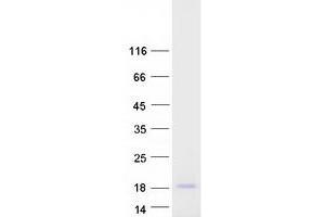 Western Blotting (WB) image for NADH Dehydrogenase (Ubiquinone) Fe-S Protein 6, 13kDa (NADH-Coenzyme Q Reductase) (NDUFS6) protein (Myc-DYKDDDDK Tag) (ABIN2727043)