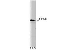 Western blot analysis of PDI on HCT-8 cell lysate. (P4HB 抗体  (AA 109-214))