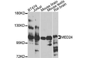 Western blot analysis of extracts of various cells, using MED24 antibody. (MED24 抗体)