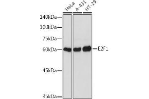 Western blot analysis of extracts of various cell lines, using E2F1 Rabbit pAb (ABIN3022839, ABIN3022840, ABIN3022841, ABIN1512843 and ABIN6219253) at 1:1000 dilution. (E2F1 抗体)