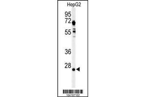 Western blot analysis of UCHL3 in HepG2 cell line lysates (35ug/lane) (UCHL3 抗体  (C-Term))