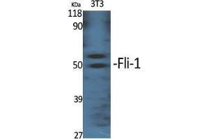 Western Blot (WB) analysis of specific cells using Fli-1 Polyclonal Antibody. (FLI1 抗体  (Internal Region))