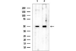 Western blot analysis of lysates from various samples, using KPTN Mouse Monoclonal Antibody at 1/1000 dilution.