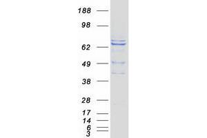 Validation with Western Blot (RHPN2 Protein (Myc-DYKDDDDK Tag))