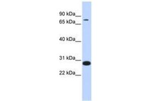Image no. 1 for anti-Transcription Factor 12 (TCF12) (AA 504-553) antibody (ABIN6744393)