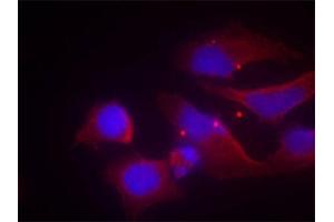 Immunofluorescence staining of methanol-fixed HeLa cells using Phospho-GRIN2B-Y1474 antibody (ABIN2988034). (GRIN2B 抗体  (pTyr1474))
