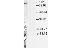 Western Blot analysis of Rat cell lysates showing detection of Hsp90 protein using Mouse Anti-Hsp90 Monoclonal Antibody, Clone D7Alpha . (HSP90 抗体  (FITC))