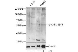 Western blot analysis of extracts of various cell lines, using Phospho-Chk1-S345 antibody (ABIN6135200, ABIN6136042, ABIN6136043 and ABIN6225600). (CHEK1 抗体  (pSer345))