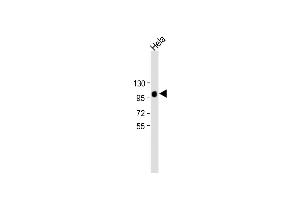 All lanes : Anti-LP2 Antibody at 1:2000 dilution Lane 1:Hela whole cell lysate Lysates/proteins at 20 μg per lane. (LAMP2 抗体)