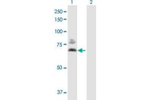 Western Blot analysis of DLAT expression in transfected 293T cell line by DLAT MaxPab polyclonal antibody. (DLAT 抗体  (AA 1-647))
