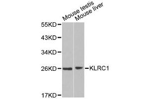 Western blot analysis of extracts of various cell lines, using KLRC1 antibody. (KLRC1 抗体)