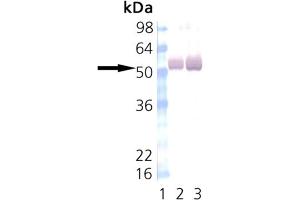 Western Blot Analysis of Calmodulin-Dependent Protein Kinase II: Lane 1: MWM, Lane 2: Mouse Brain, Lane 3: Rat Brain. (CAMK2A 抗体)