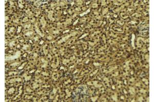 ABIN6276914 at 1/100 staining Mouse kidney tissue by IHC-P. (HCFC1 抗体  (N-Term))