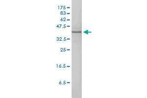MAPK13 monoclonal antibody (M01), clone 2C10-1C7 Western Blot analysis of MAPK13 expression in A-431 . (MAPK13 抗体  (AA 1-365))