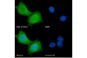 (ABIN185663) Immunofluorescence analysis of paraformaldehyde fixed MCF7 cells, permeabilized with 0. (ZNF217 抗体  (Internal Region))