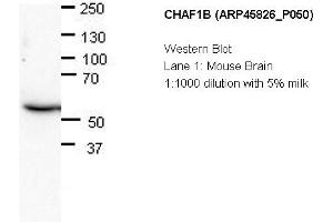 Image no. 2 for anti-Chromatin Assembly Factor 1, Subunit B (p60) (CHAF1B) (N-Term) antibody (ABIN502680) (CHAF1B 抗体  (N-Term))