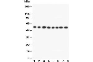Western blot testing of Lipoamide Dehydrogenase antibody and Lane 1:  rat liver;  2: rat brain;  3: rat ovary;  4: rat testis;  5: SMMC-7721;  6: HeLa;  7: SMMC-7721;  8: Jurkat cell lysate