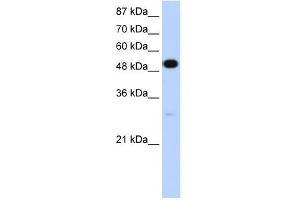 NOVA2 antibody used at 1. (NOVA2 抗体  (N-Term))