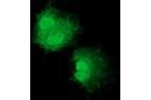 Immunofluorescence (IF) image for anti-Nudix (Nucleoside Diphosphate Linked Moiety X)-Type Motif 6 (NUDT6) antibody (ABIN1499868) (NUDT6 抗体)