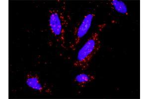 Proximity Ligation Analysis of protein-protein interactions between MAX and MSH2. (MSH2 抗体  (AA 835-934))