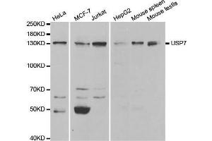 Western blot analysis of extracts of various cell lines, using USP7 antibody.