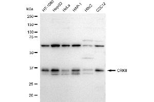 anti-V-Crk Sarcoma Virus CT10 Oncogene Homolog (Avian) (CRK) antibody