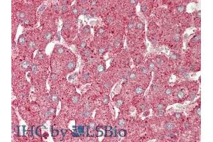 Figure. (Annexin IV 抗体  (AA 165-260))