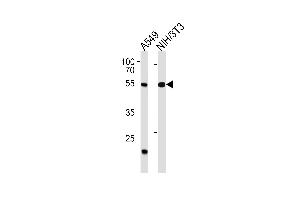TBX4 Antibody (N-term) (ABIN1538939 and ABIN2850400) western blot analysis in A549,mouse NIH/3T3 cell line lysates (35 μg/lane). (TBX4 抗体  (N-Term))