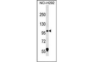 Western blot analysis of PION / GSAP (C-term) Antibody (C-term) in NCI-H292 cell line lysates (35ug/lane). (GSAP 抗体  (C-Term))