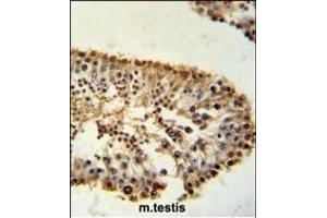 ERO1LB Antibody (C-term) (ABIN651411 and ABIN2840222) immunohistochemistry analysis in formalin fixed and paraffin embedded mouse testis tissue followed by peroxidase conjugation of the secondary antibody and DAB staining. (ERO1LB 抗体  (C-Term))