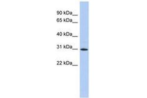 Image no. 1 for anti-Zinc Finger Protein 771 (ZNF771) (AA 35-84) antibody (ABIN6742627) (ZNF771 抗体  (AA 35-84))