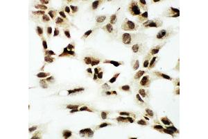 anti-Nuclear Respiratory Factor 1 (NRF1) (AA 272-288), (Middle Region) antibody