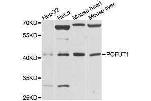 Western blot analysis of extracts of various cells, using POFUT1 antibody. (POFUT1 抗体)