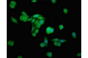 Immunofluorescence (IF) image for anti-ERGIC and Golgi 2 (ERGIC2) (AA 55-310) antibody (ABIN7151695)